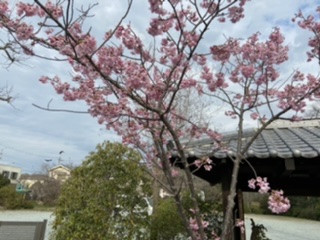 琉球桜